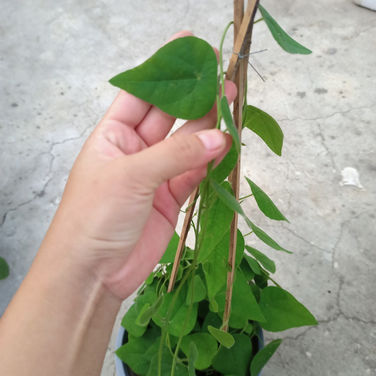 Chậu dây leo Sương Sâm Lông - Tiliacora triandra