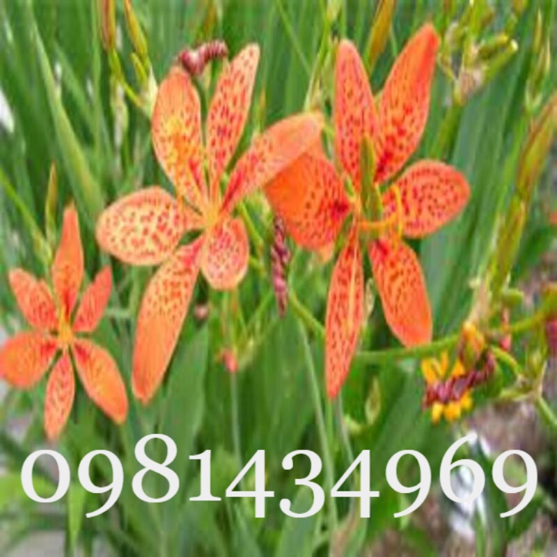 Củ Xạ Can (Rẻ Quạt) Khô 01KG Thơm Chuẩn