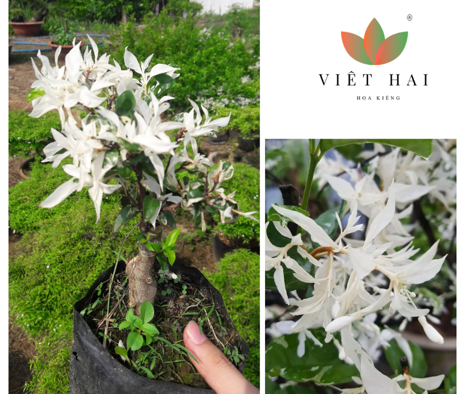 Mai chiếu thủy cẩm thạch