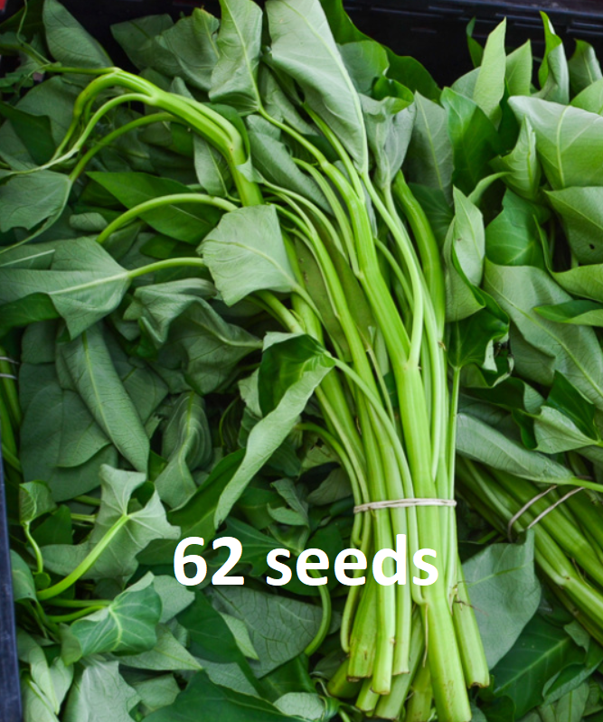 kangkong / spinach seeds P20 per pack condor seeds plant seed