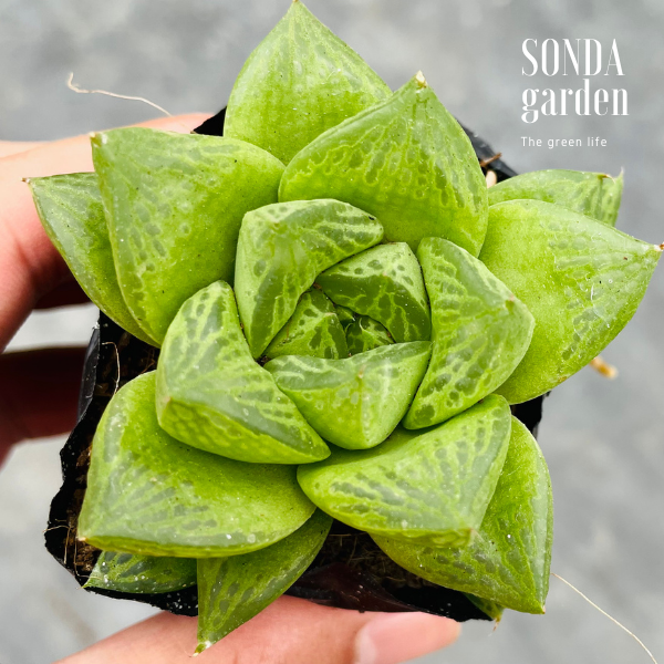SEN ĐÁ NGỌC LÁ LỚN SIZE BÉ LỖI 1 ĐỔI 1