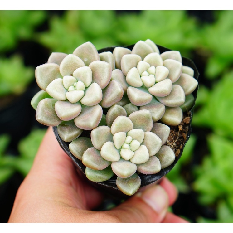 Sen bầu các loại (shop chọn mẫu và giao ngẫu nhiên)