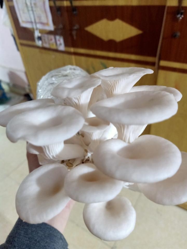 Phôi nấm Sò thái (1 kiện 06 bịch)