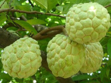 cây giống NA THÁI LAN