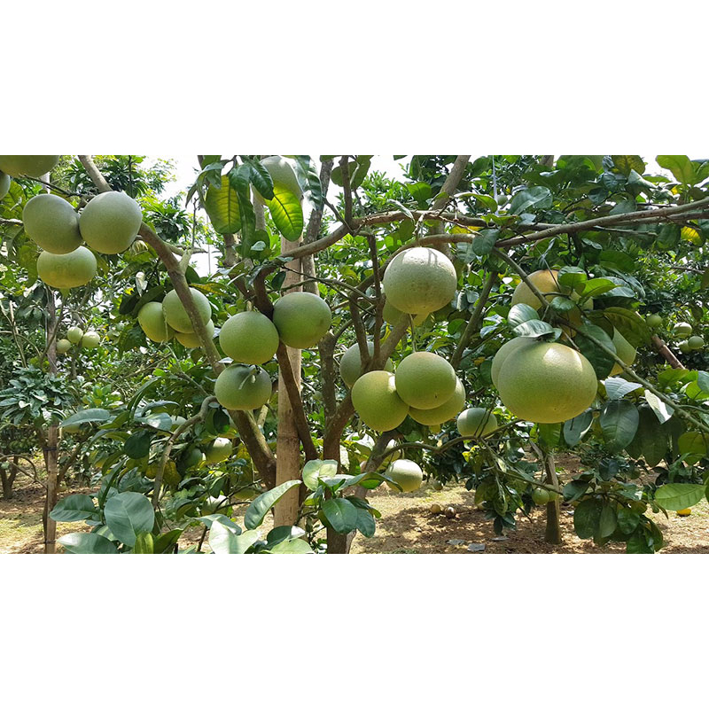 Cây giống bưởi đào đường cổ chín sớm chuẩn giống