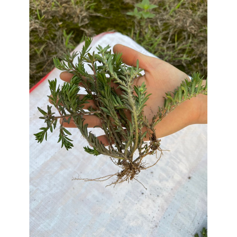 Cây hoa Phượng hoàng lửa(mỏ vẹt)