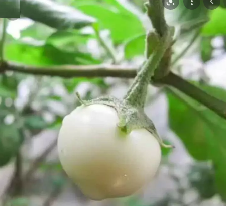 Hạt giống cà pháo trắng - gói 1 gram