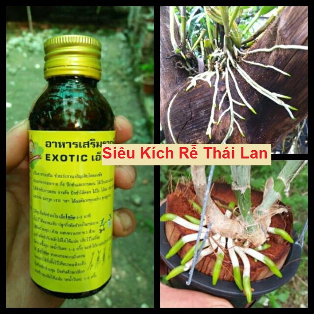 KÍCH RỄ THÁI LAN EXOTIC 100ML – RA RỄ NHANH, BẬT MẦM KHỎE, PHỤC HỒI CÂY SUY YẾU