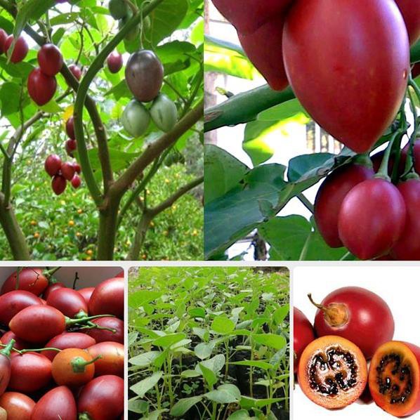 CÂY GIỐNG CÀ CHUA THÂN GỖ SIÊU QUẢ