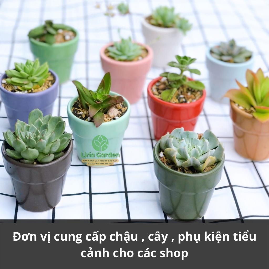 cây sen đá kèm chậu kích thước 7x7cm [ sen gửi ngẫu nhiên , tặng kèm đất trồng ]