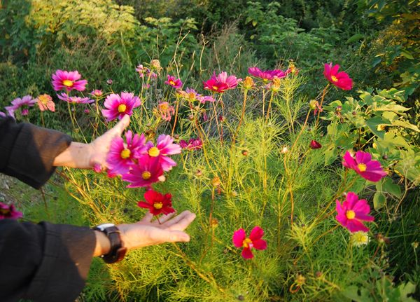 Baba Fr 007 Cosmos Mix Flower Seeds Lazada Singapore