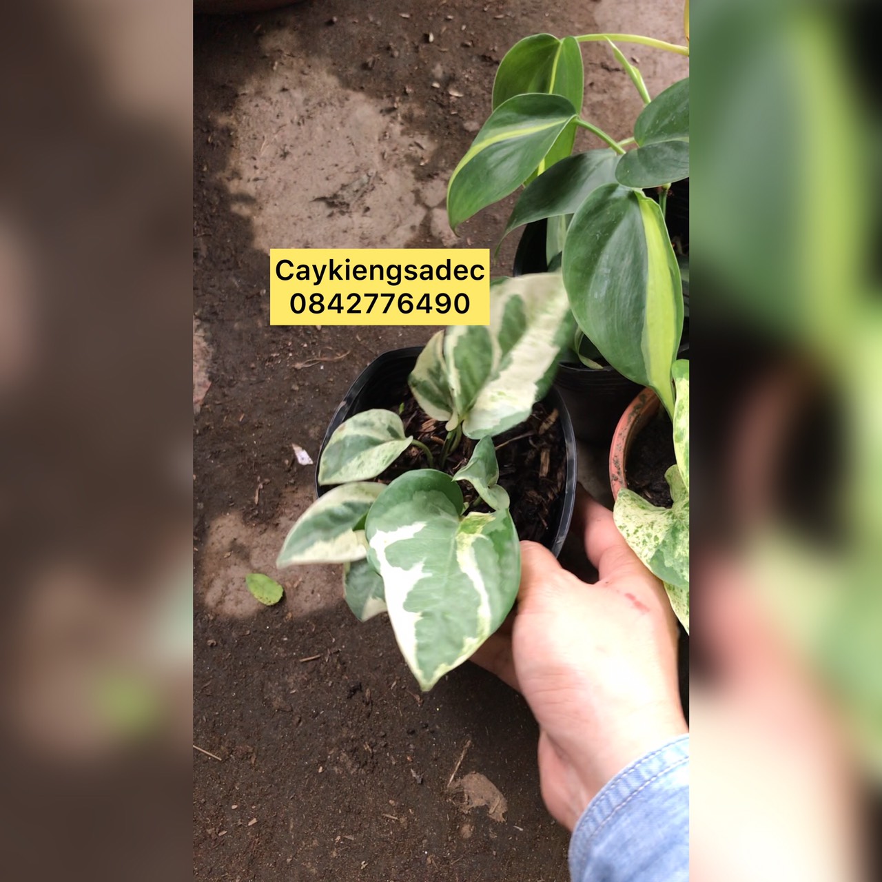 caykiengsadec combo 8 loại trầu bà