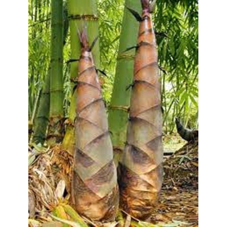 Cây Giống tre điền trúc-giống tre lấy măng số 1 hiện nay