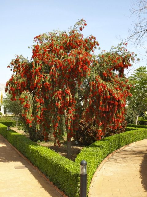 Cây hoa liễu đỏ rủ siêu hoa