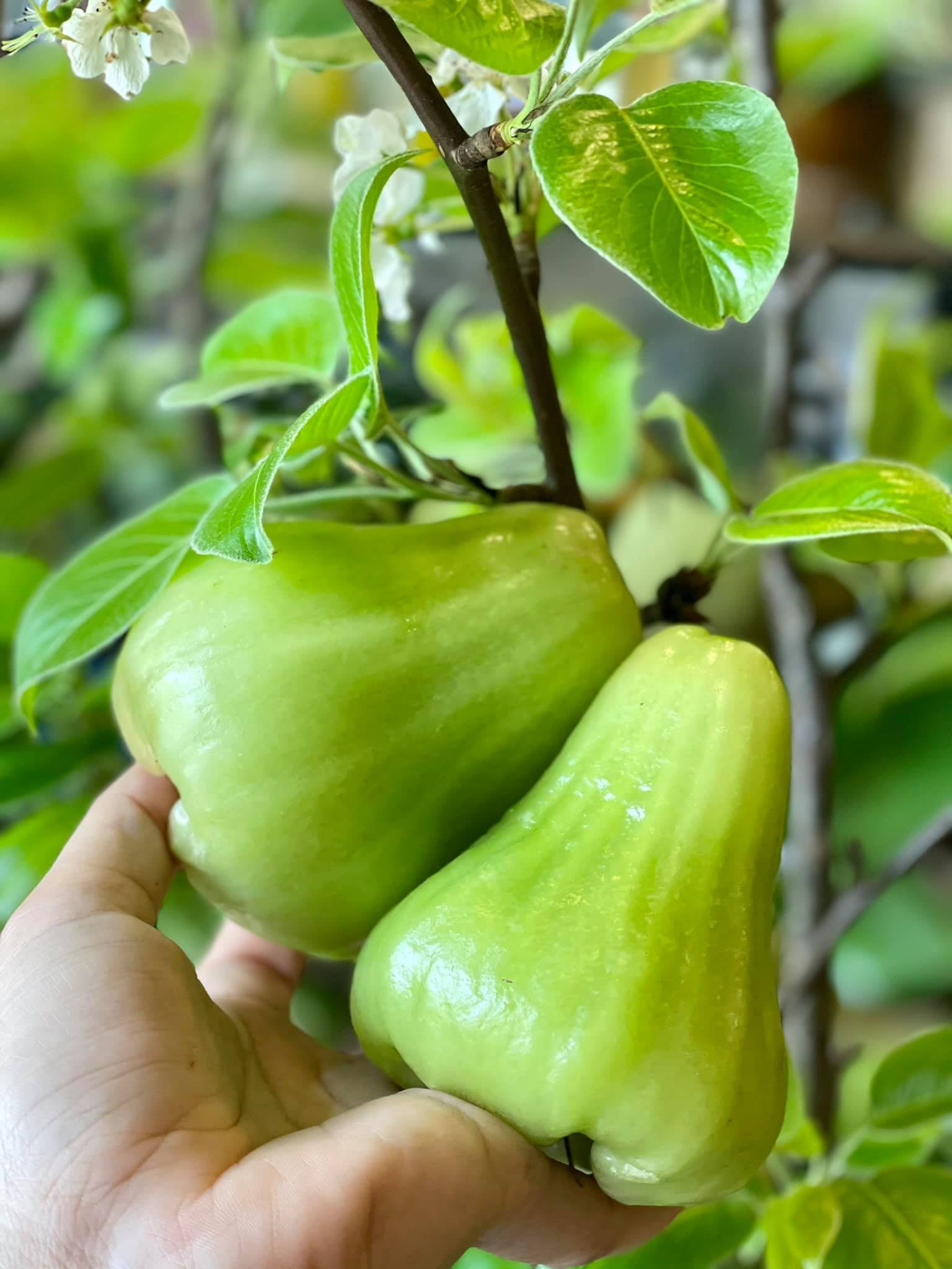 Cây giống mận xanh tam hoa ( cây roi xanh )