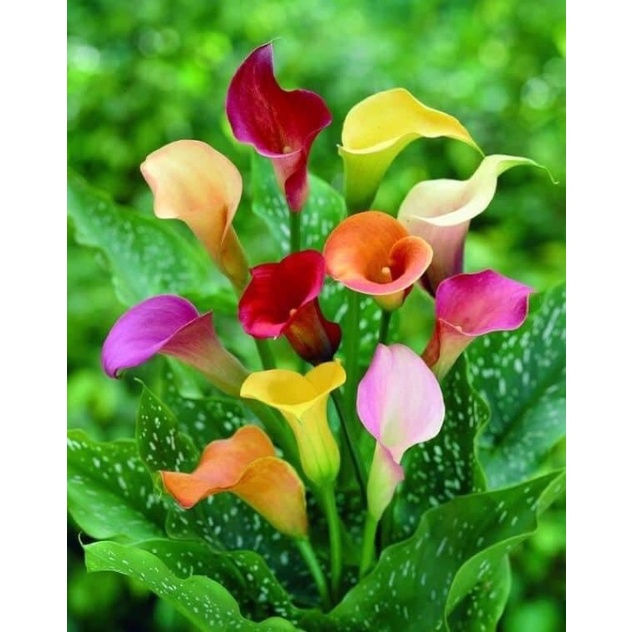 Củ hoa rum nhập Thái giá sỉ(set 5 củ to) - Giống Hoa Nhập Khẩu
