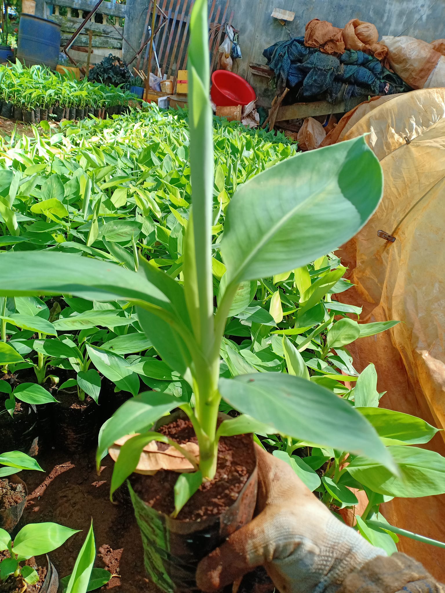 Cây Giống Cây Chuối Cô Đơn