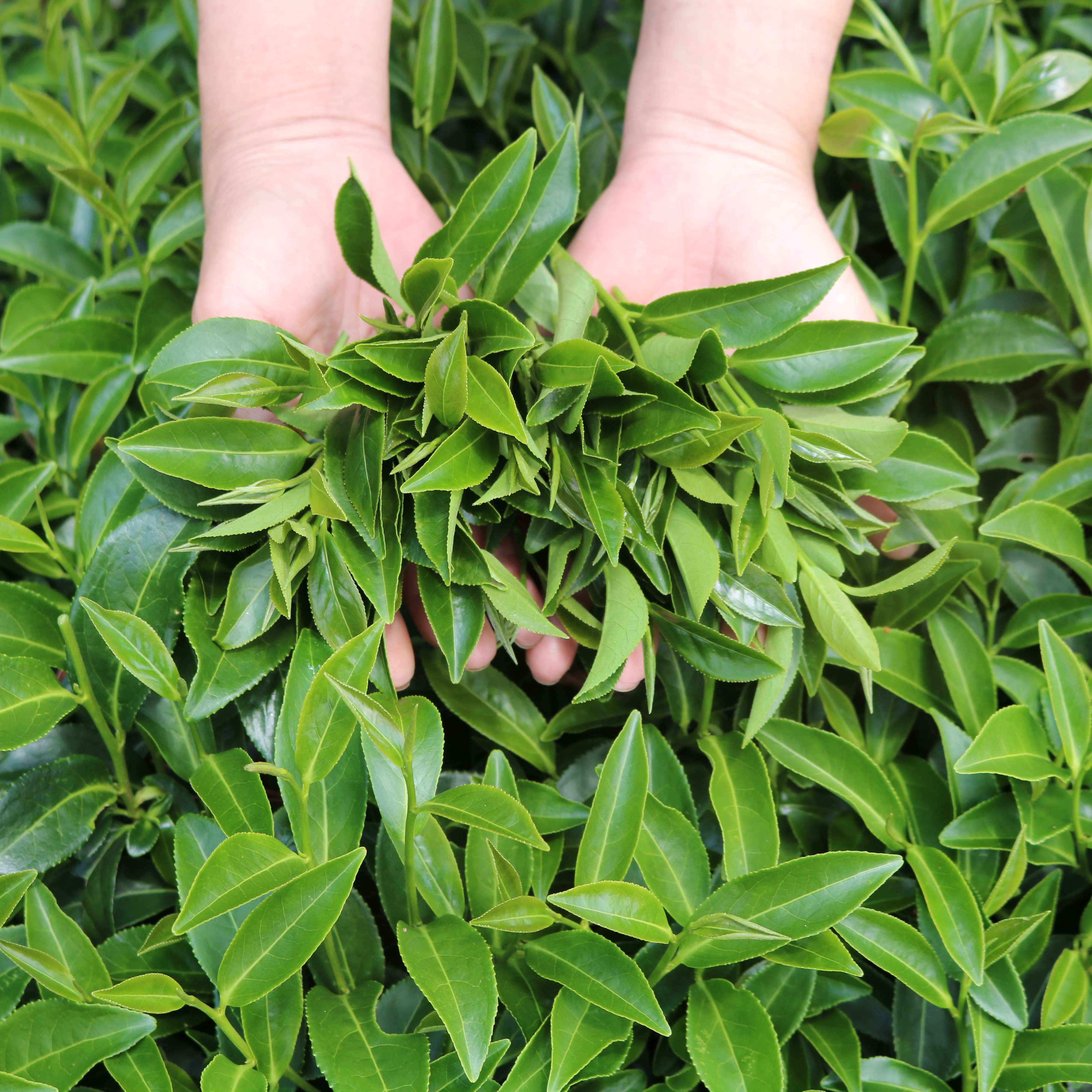 Dalatfarm Lotus Tea - 110Gr Tin Bag