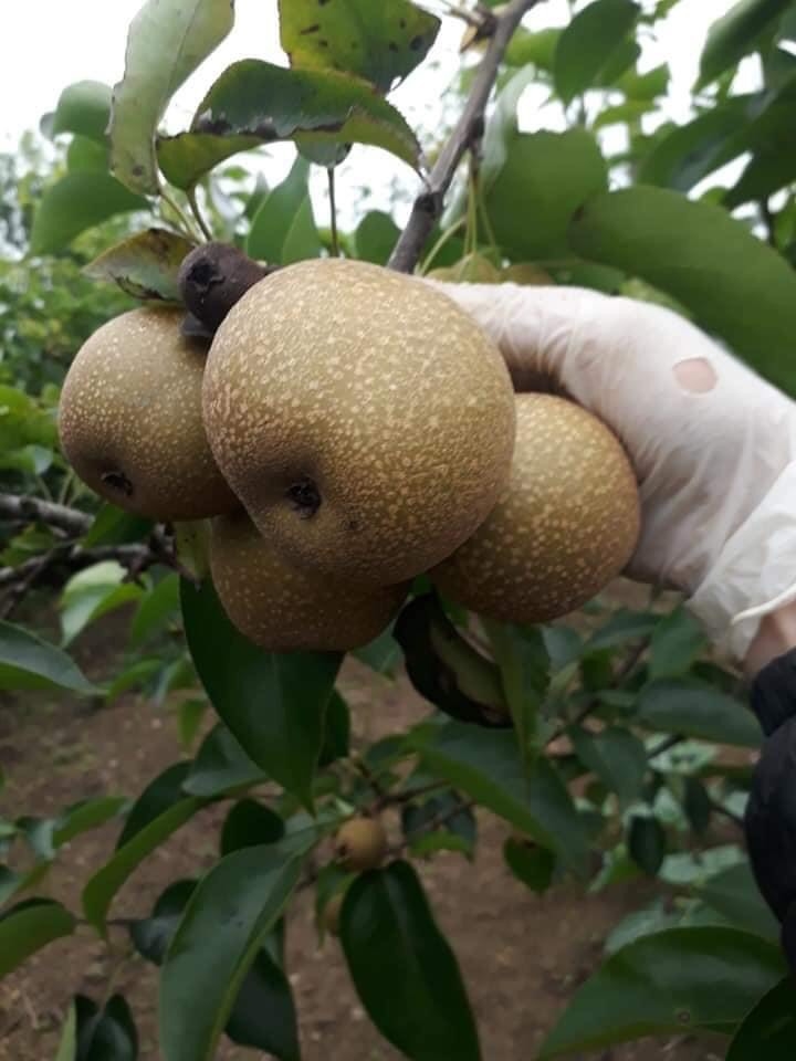 cây giống lê nâu (cây mắc cọp)