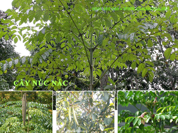 Cây giống Núc nác Rừng. [ Cây trưởng thành cao trên 40cm ].