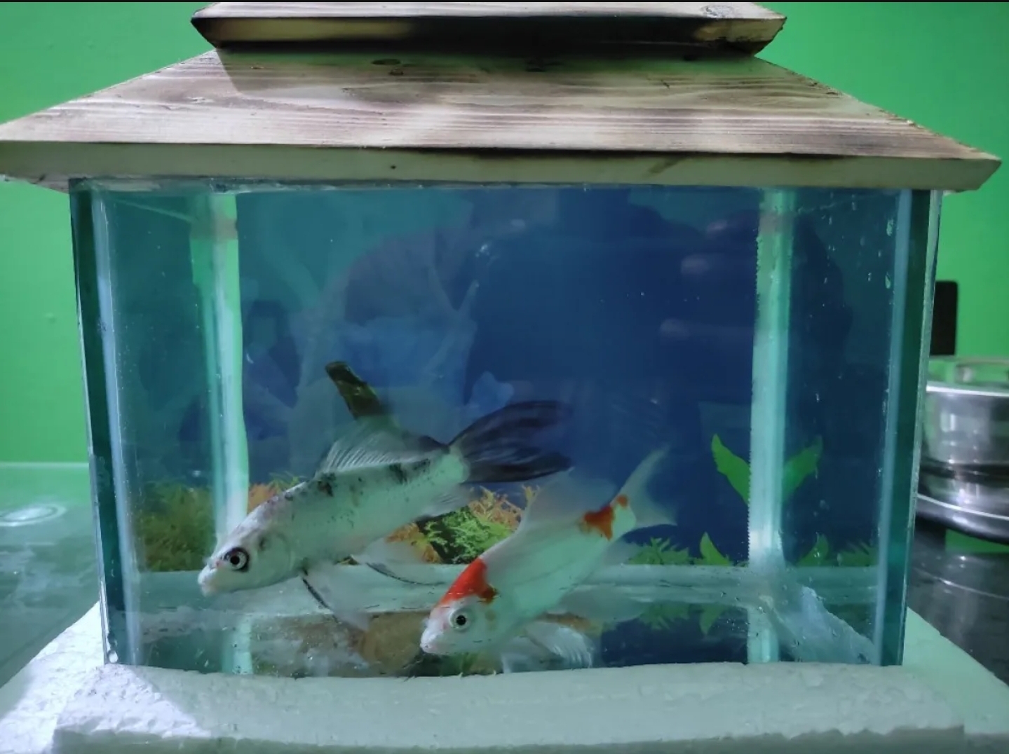 Glass%20Made%20Deshi%20Aquarium%20For%20Fish%20With%20All%20Accessories%20You%20Don't%20Have%20To%20Buy%20Anything%20(Big%20Size%2018x9x10%20Inches)%20-%20Image%204