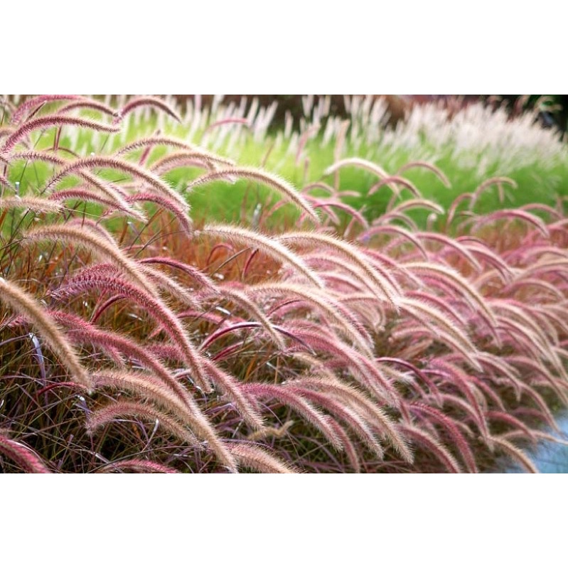 cỏ lau hồng (1 bụi gốc nhiều nhánh)