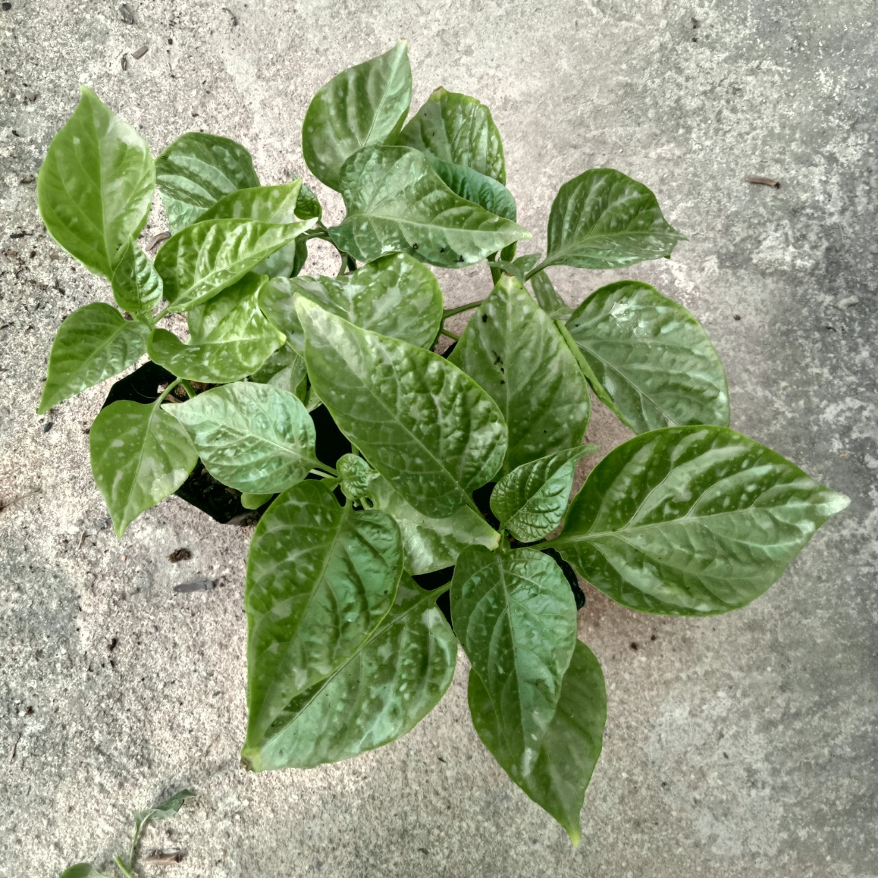 Cây (2 tháng) Ớt Trinidad Red