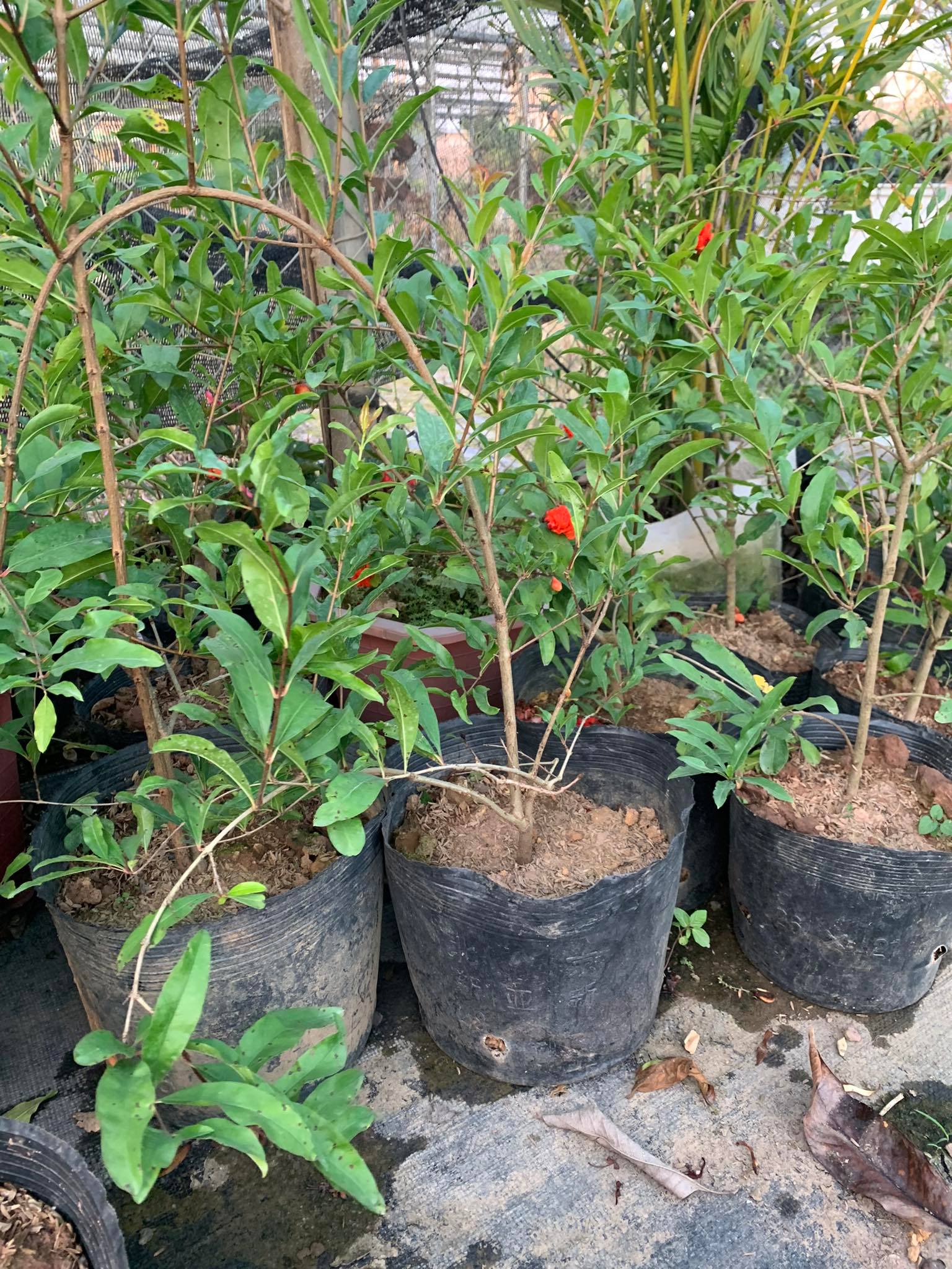 Cây hoa lựu hạnh hay lựu hoa (ảnh thật)