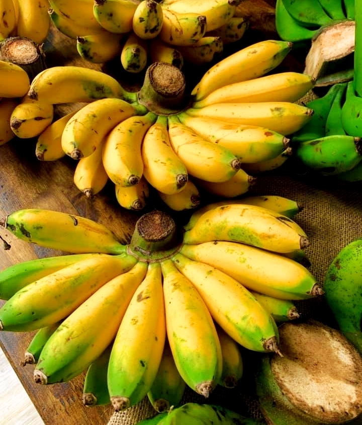 CÂY GIỐNG CHUỐI CAU DỄ TRỒNG.