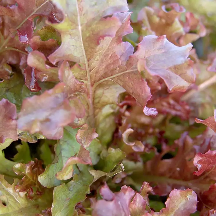 200 Seeds Red Oak Leaf Lettuce Non Gmo Non Chemically Treated Fr Sg Lazada Singapore