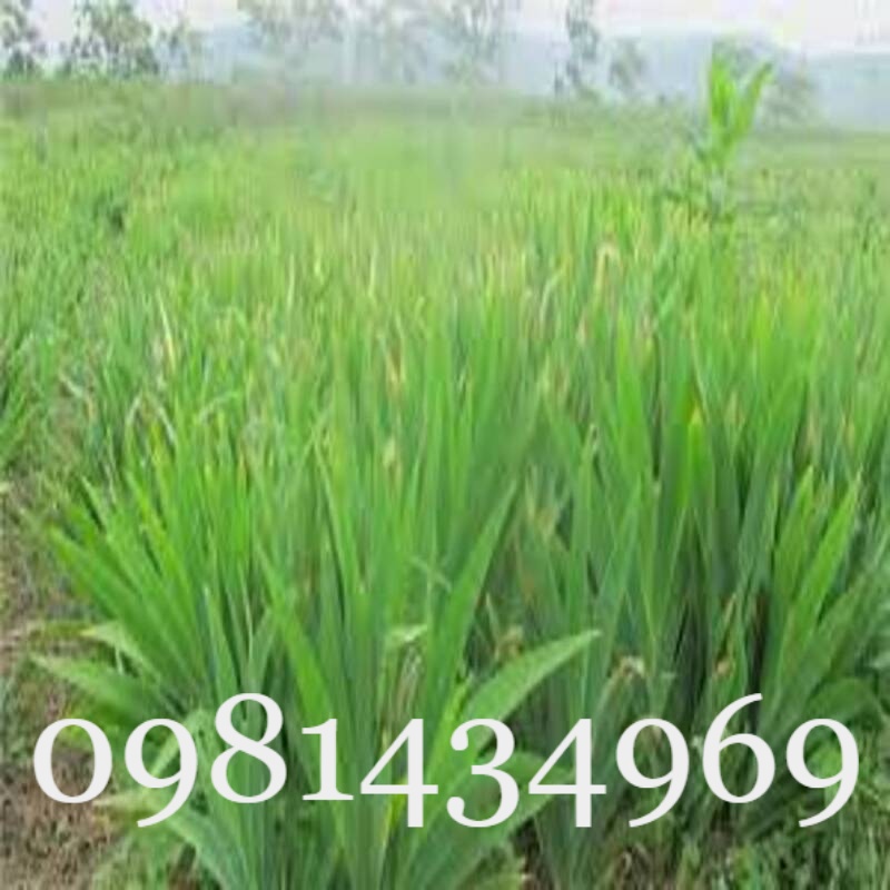 Củ Xạ Can (Rẻ Quạt) Khô 01KG Thơm Chuẩn