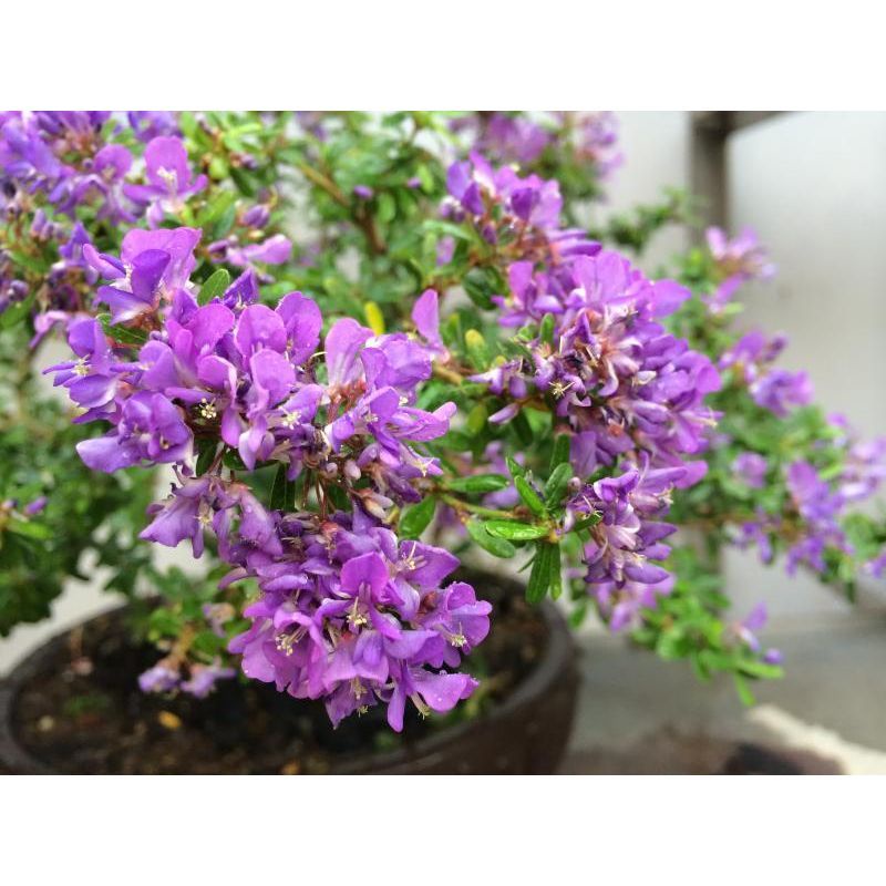 CÂY LINH SAM (CÂY SAM NÚI ) SIÊU BÔNG