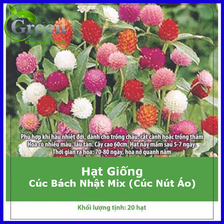 Hạt Giống Hoa Cúc Bách Nhật (Cúc Nút Áo) Nhiều Màu, Hoa Nở Quanh Năm Lâu Tàn