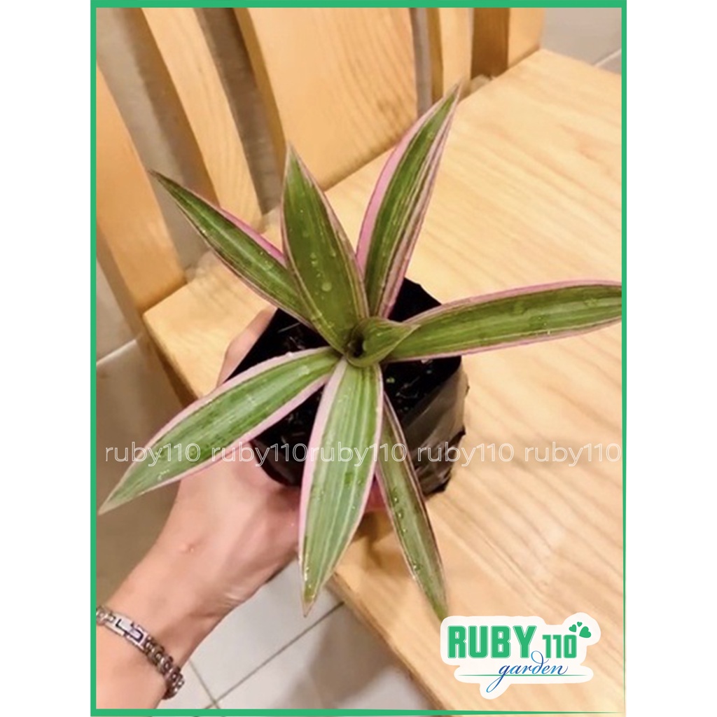 Cây bảy sắc cầu vồng (cây ngọc trai)