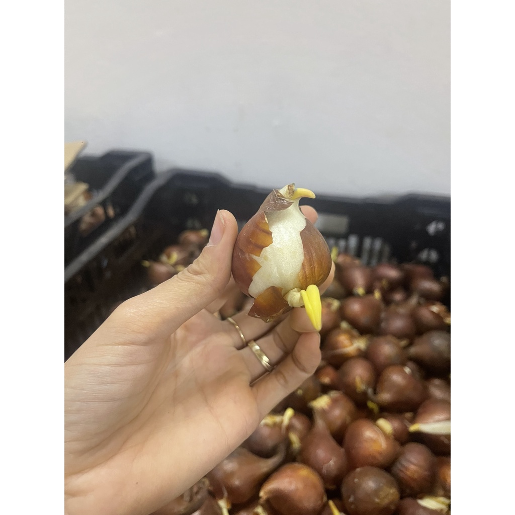 Củ hoa Tuy Lip-Chuẩn giống