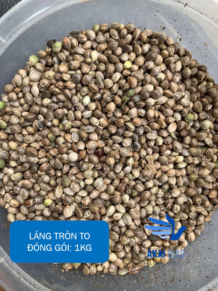 [1KG] Hạt Láng Tròn Dành Cho Vẹt, Hamster, Sóc, Chim Cảnh...
