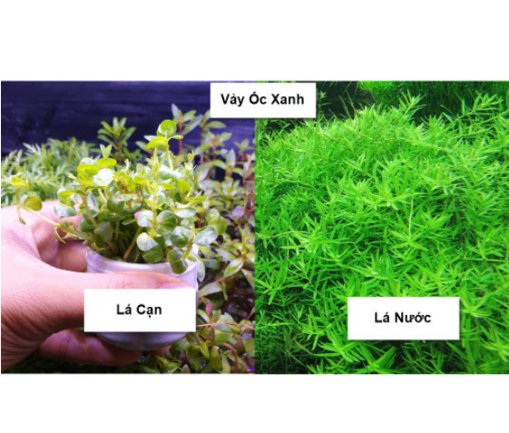 Cây Thủy Sinh Cắt Cắm (Tổng Hợp)