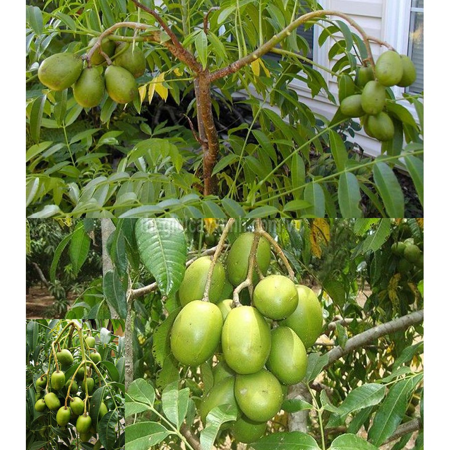 CÂY GIỐNG CÓC THÁI