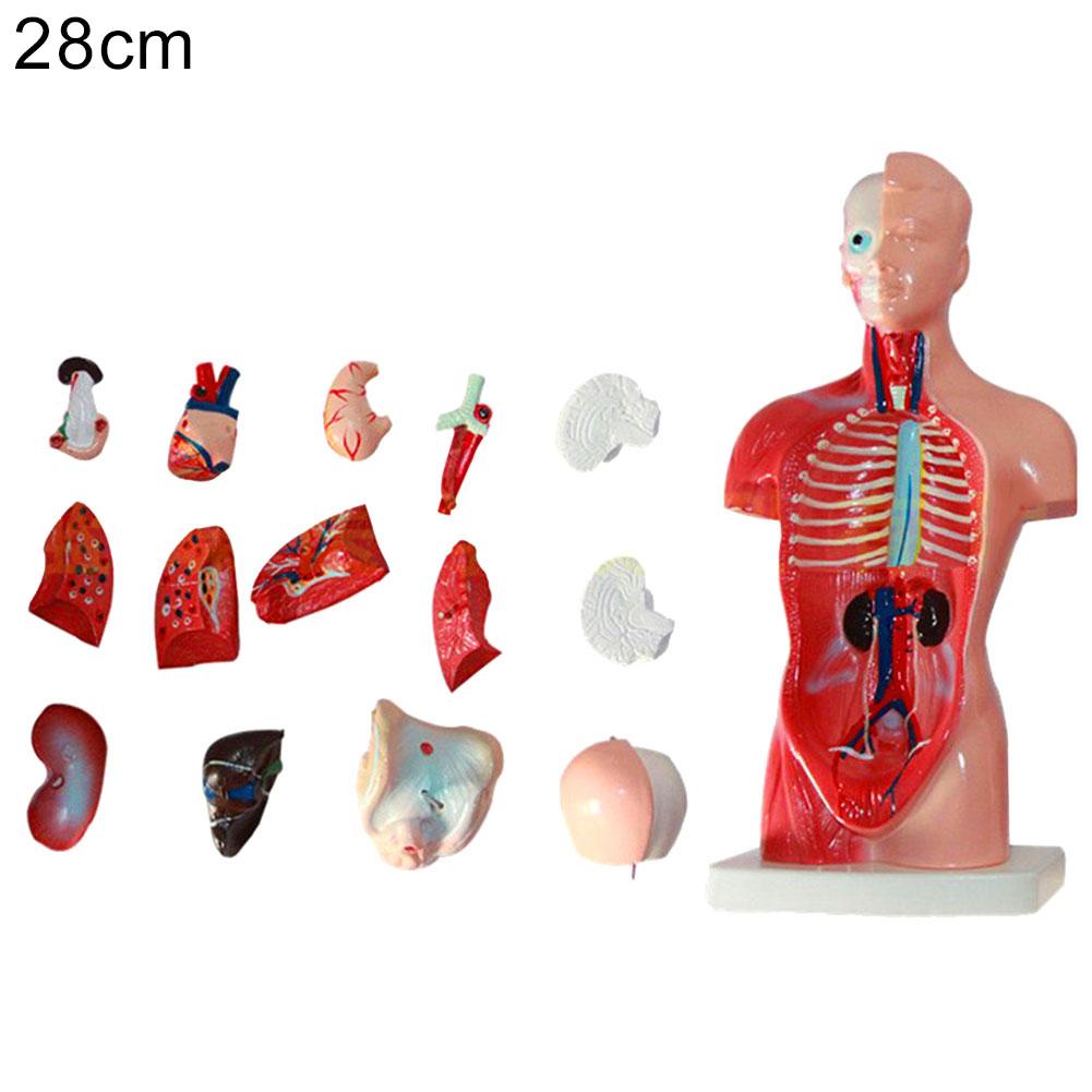 28Cm Anatomical Human Torso Body Model Anatomy Internal Organ Medical Teaching Mold Assembly Science Kid Baby Education Toy Gift