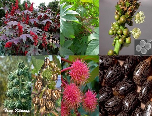 cây thầu dầu tía tươi giống (cây Ðu đủ dầu, Ðu đủ tía )