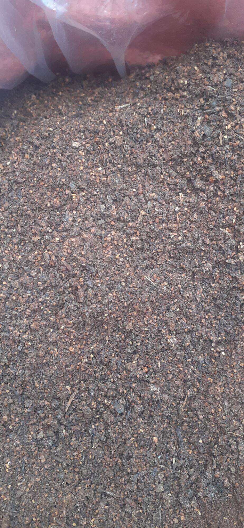 50 gram hạt giống gáo trắng