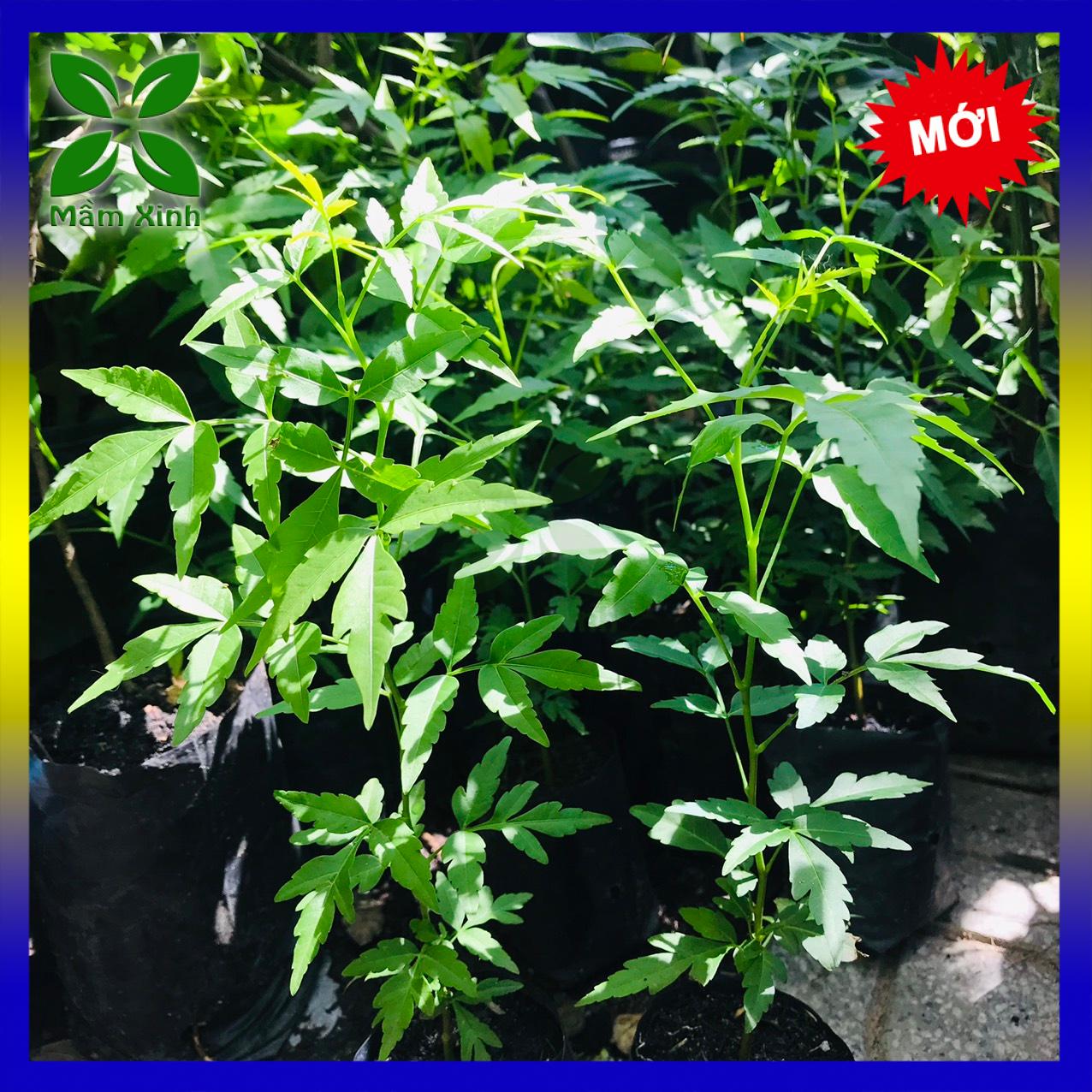 Combo 3 cây sầu đâu khỏe mạnh cao 40cm