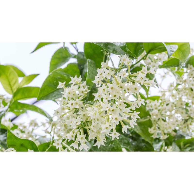 Hoa dạ lý hương - bầu cây giống