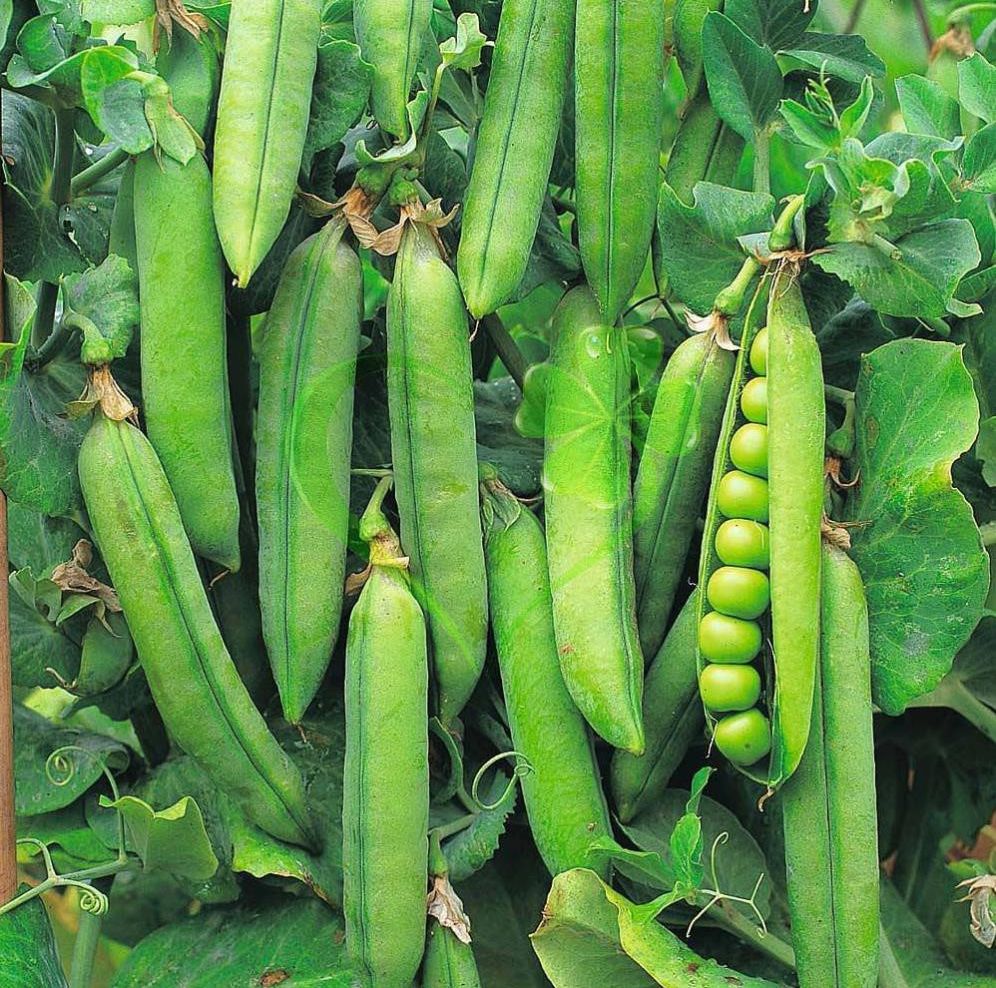 HẠT GIỐNG ĐẬU HÀ LAN - GÓI 20 GRAM