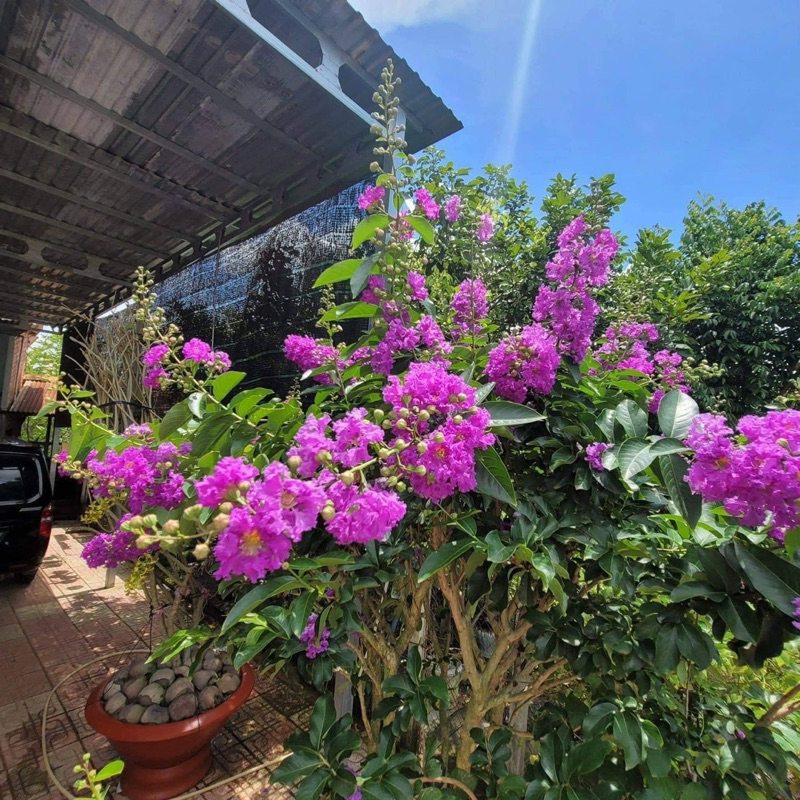 Cây giống hoa bằng lăng (1bầu cây cao 30cm)