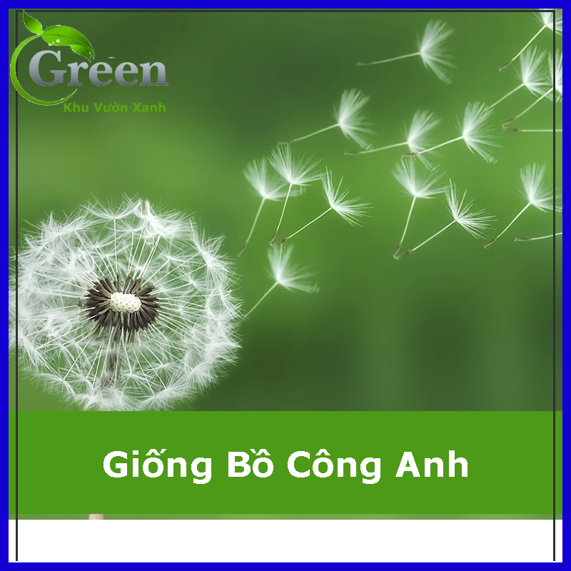 Hạt Giống Hoa Bồ Công Anh (50H)