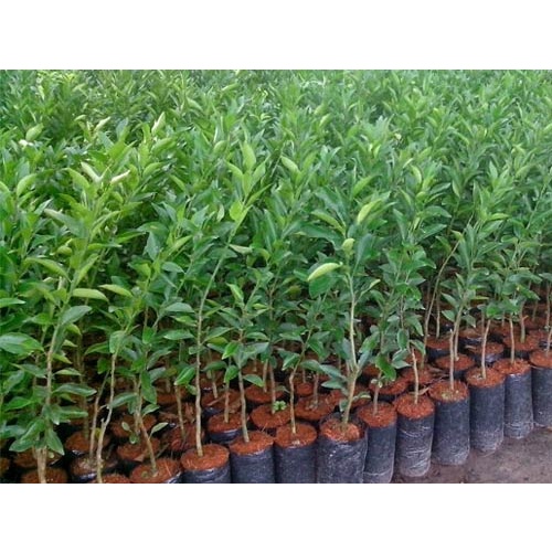 Cây Giống Quýt đường không hạt Thái Lan