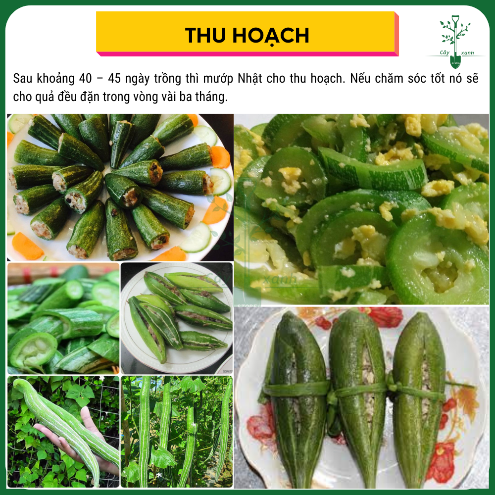Hạt Giống Lặc Lày Mướp Nhật