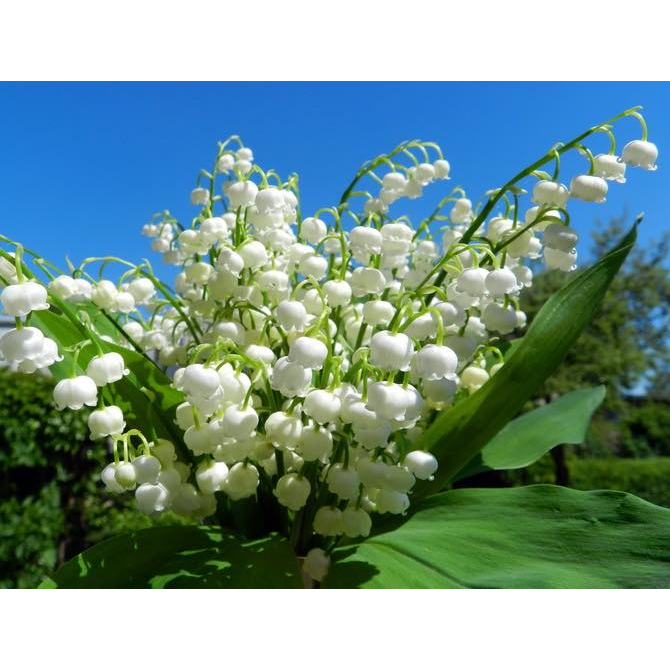 củ hoa linh lan(5 củ) - Giống Hoa Cảnh Nhập Khẩu