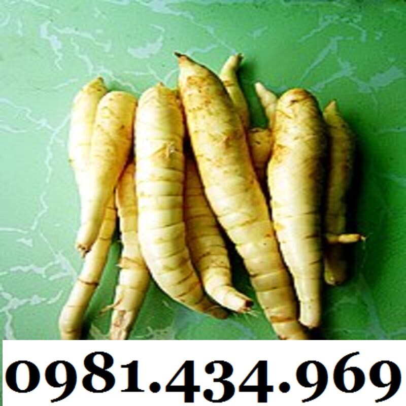 Củ Bình Tinh (Dong Đao, Dong Tróc, Mì Tinh) 01KG Chuẩn Chất